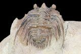 Spiny Leonaspis Trilobite From Morocco #75475-3